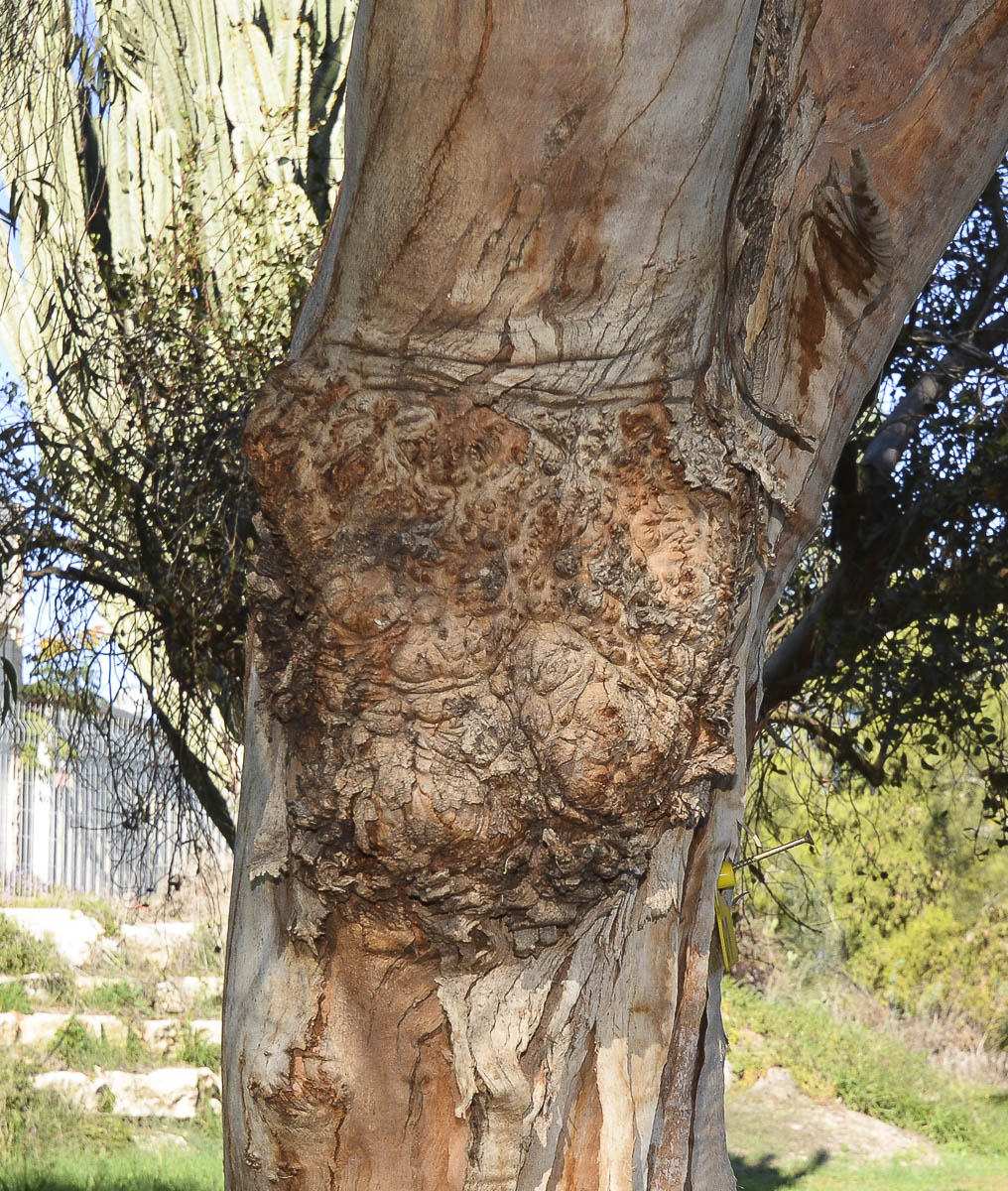Image of genus Eucalyptus specimen.
