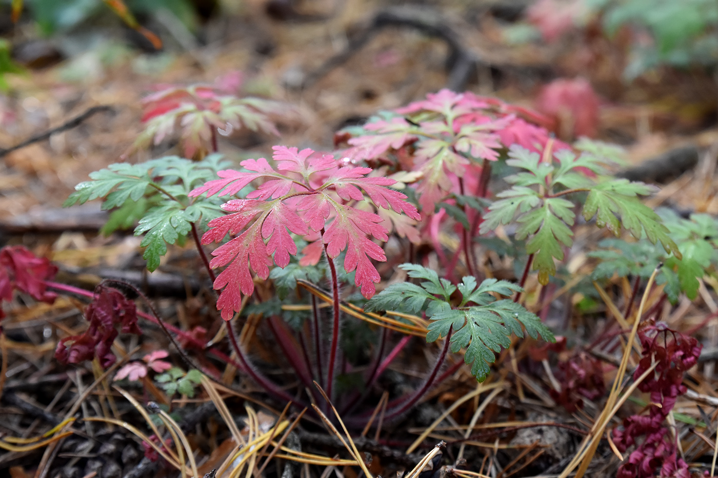 Изображение особи Geranium robertianum.