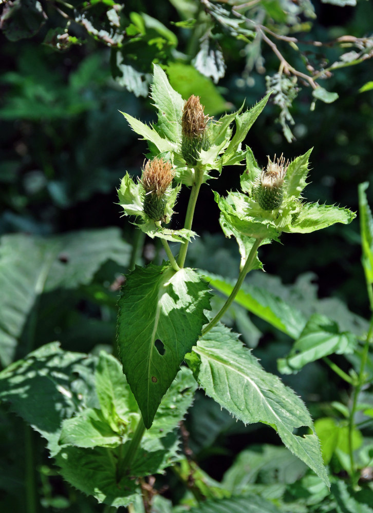 Изображение особи Cirsium oleraceum.