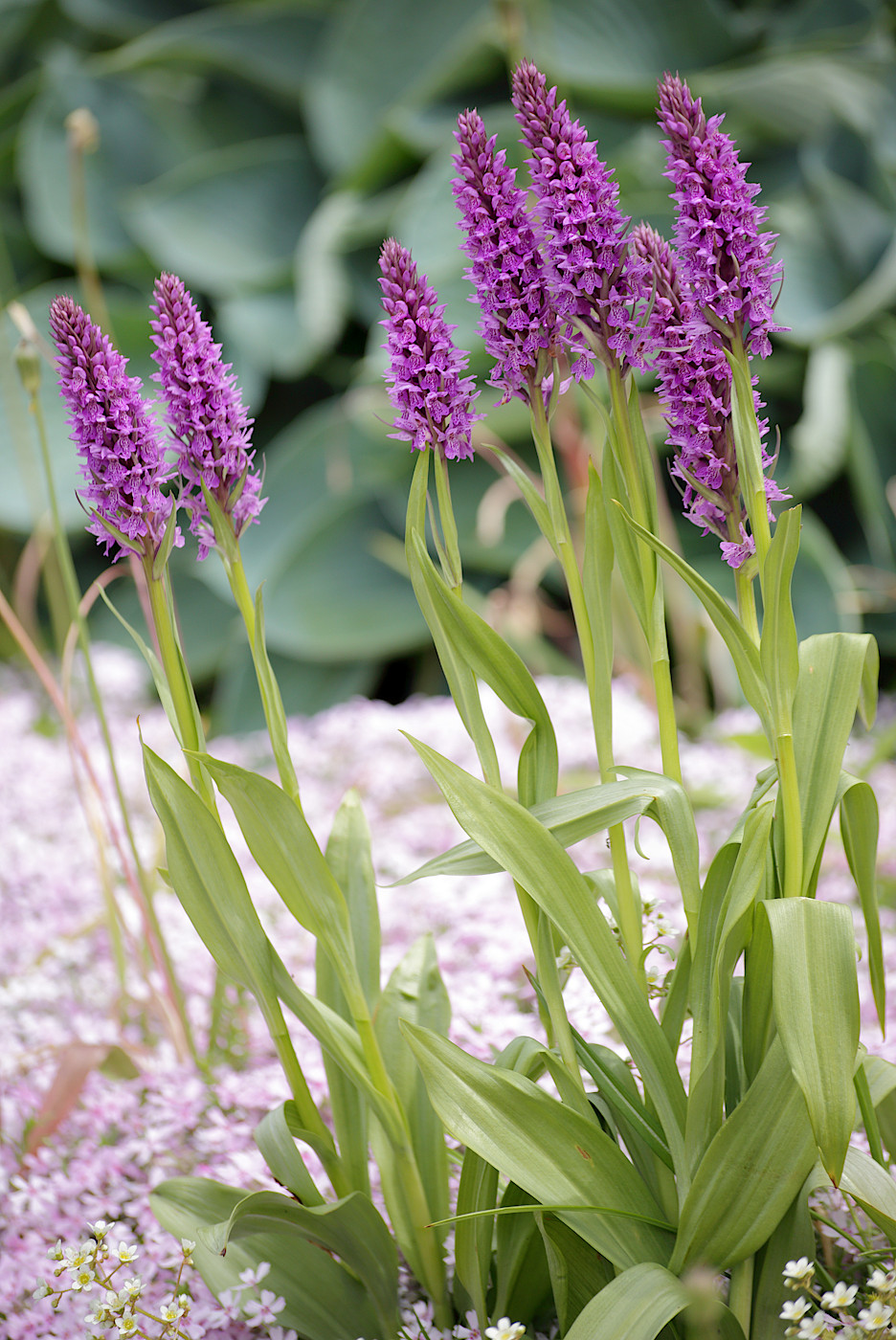 Изображение особи род Dactylorhiza.