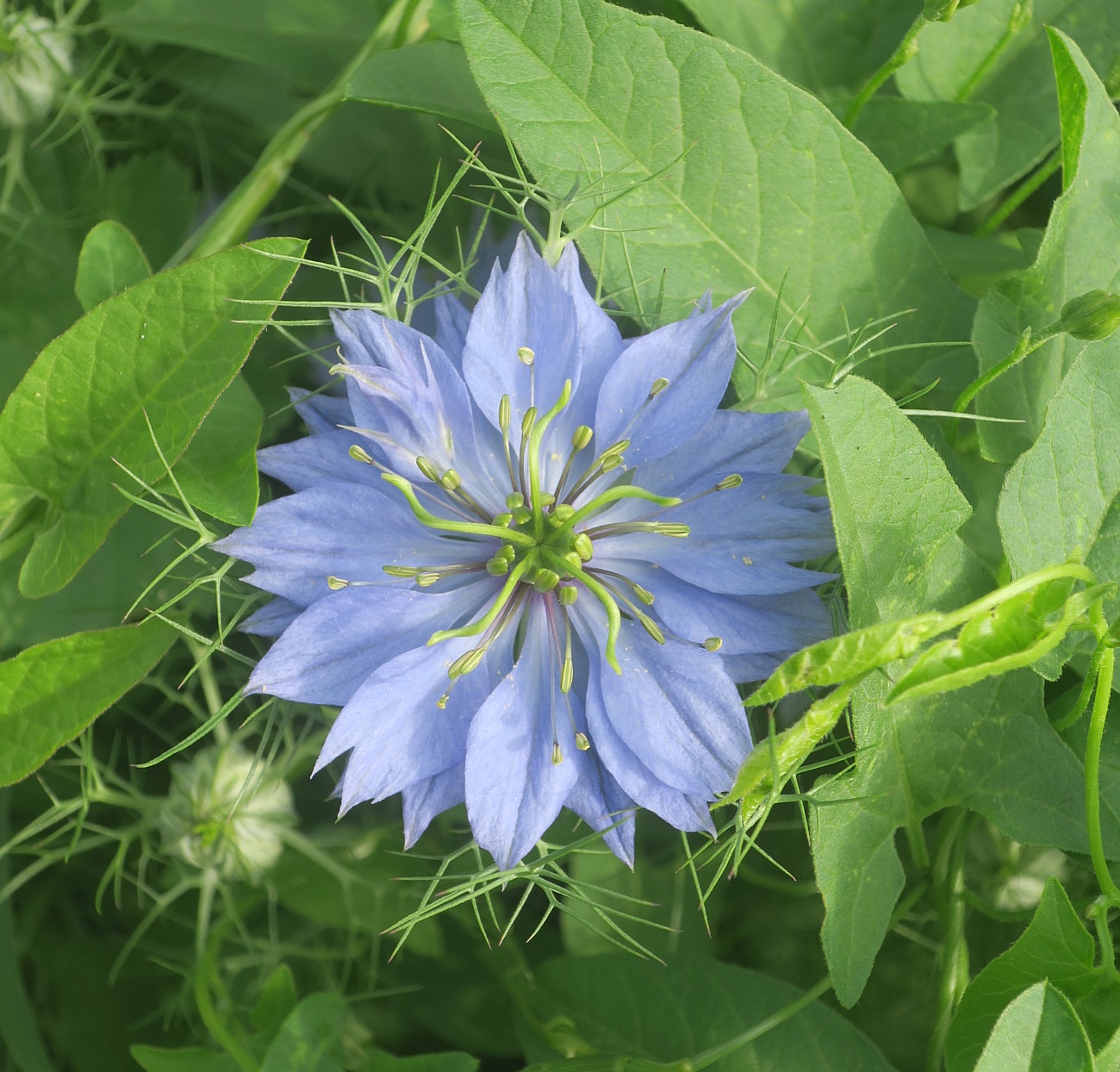 Image of Nigella damascena specimen.