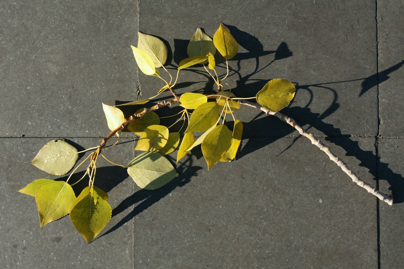 Image of Populus &times; sibirica specimen.