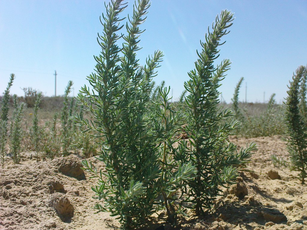 Изображение особи Sedobassia sedoides.