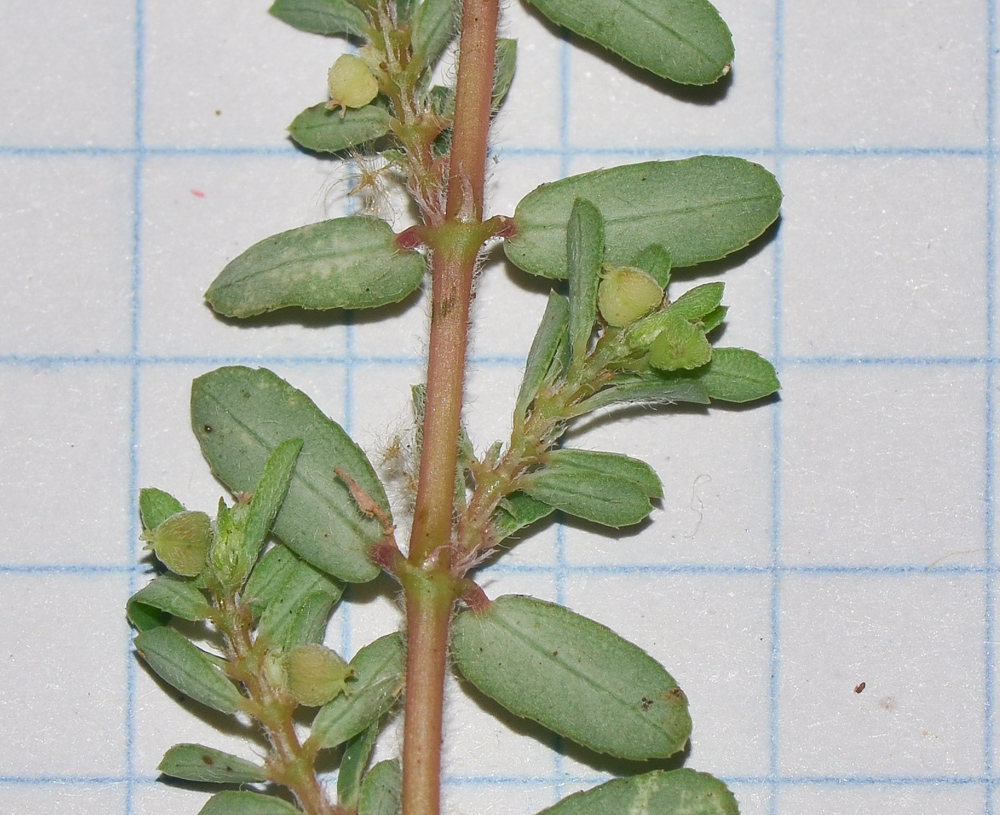 Image of Euphorbia forskaolii specimen.