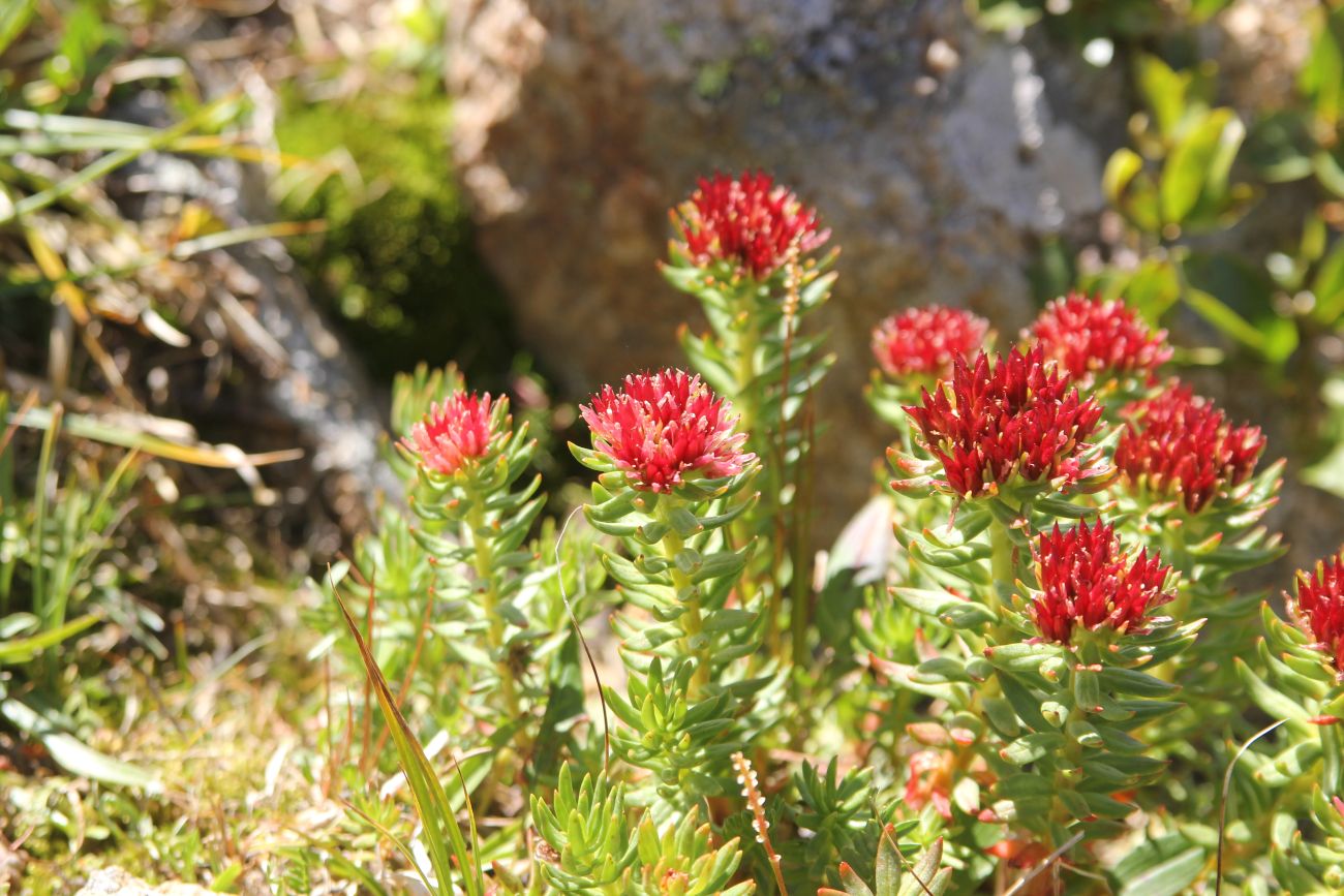 Изображение особи Rhodiola algida.