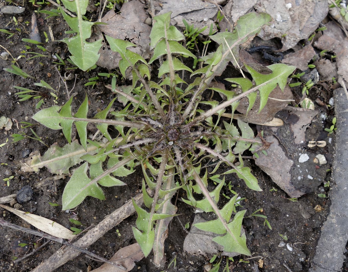 Изображение особи род Taraxacum.