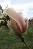 Magnolia zenii. Цветок (культивар 'Pink Parchment'). Московская обл., Щёлковский р-н, в культуре. 02.05.2022.