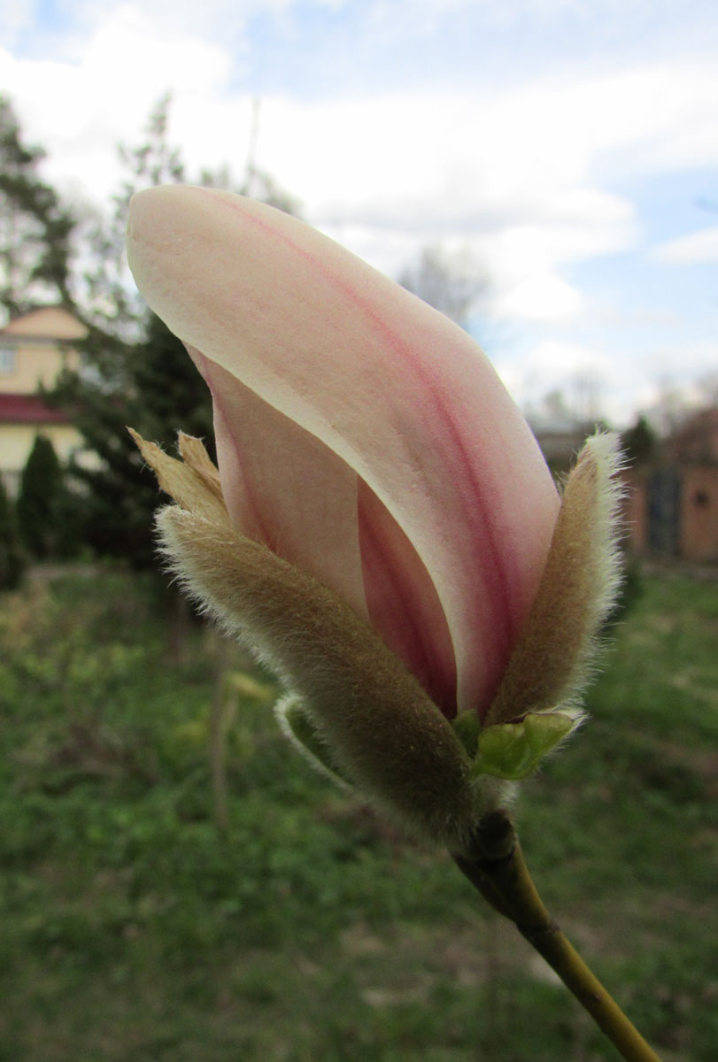 Image of Magnolia zenii specimen.