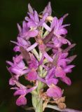 Dactylorhiza subspecies georgica