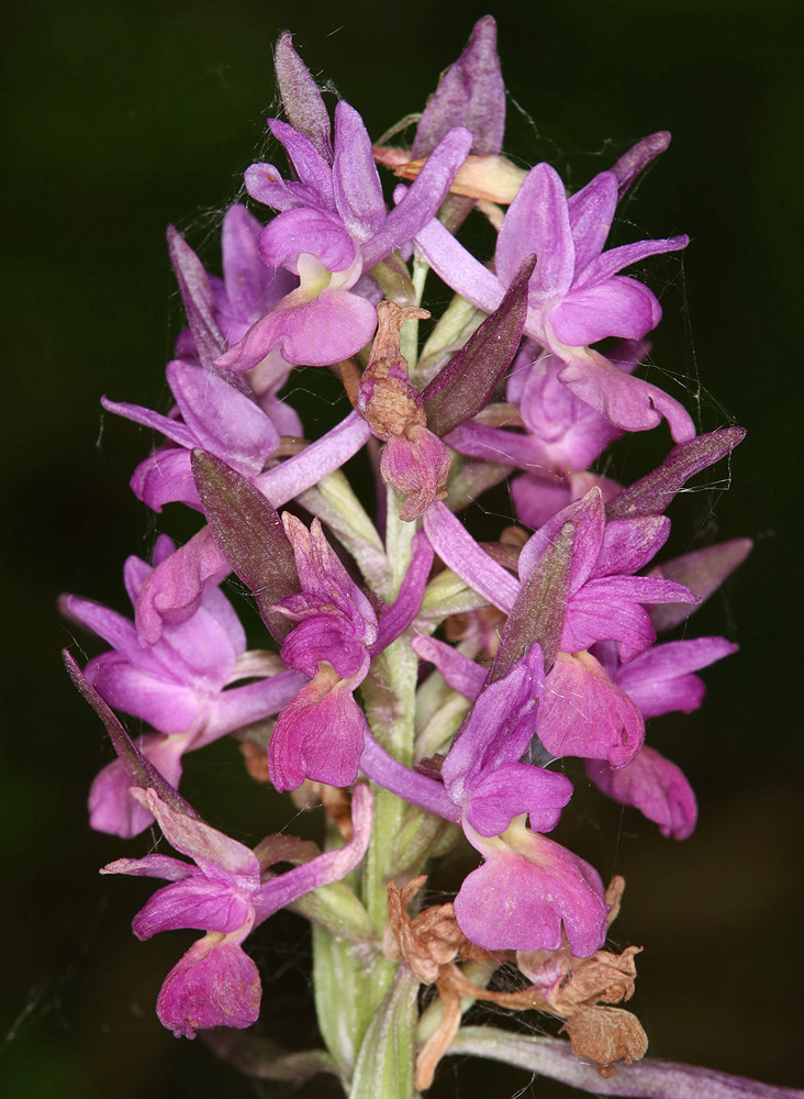 Изображение особи Dactylorhiza romana ssp. georgica.