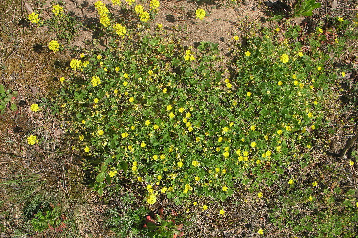 Изображение особи Potentilla incana.