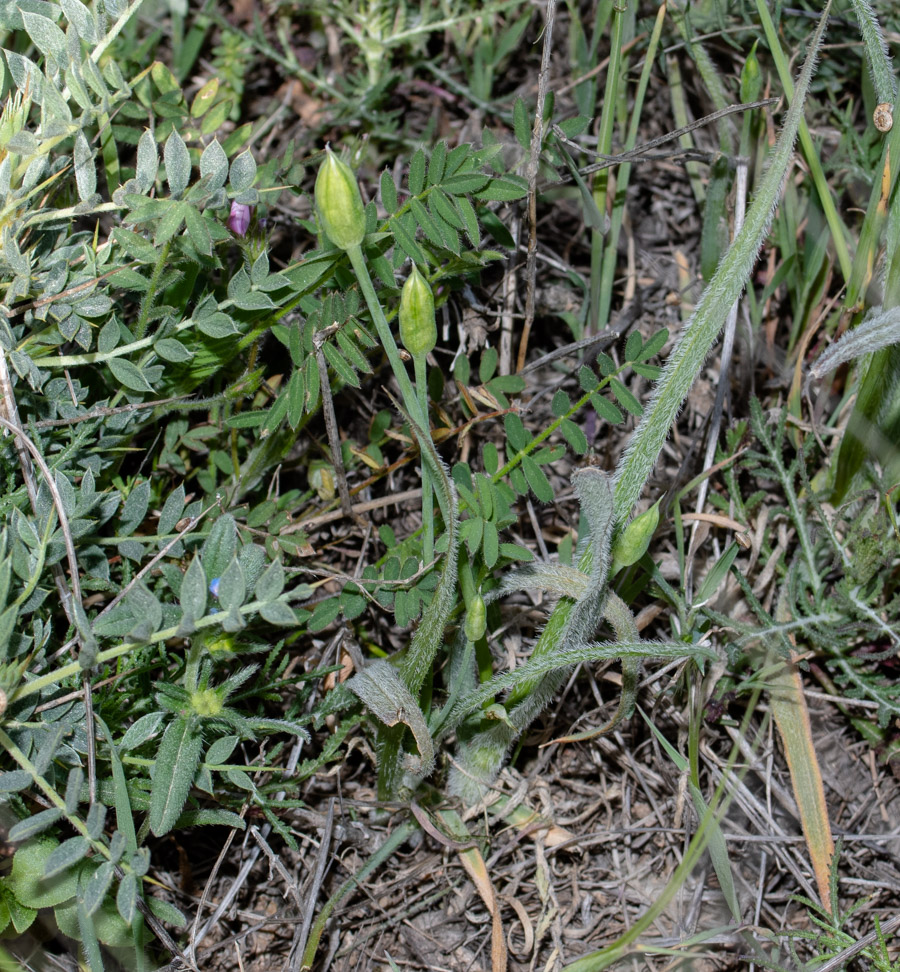 Image of Allium trifoliatum specimen.