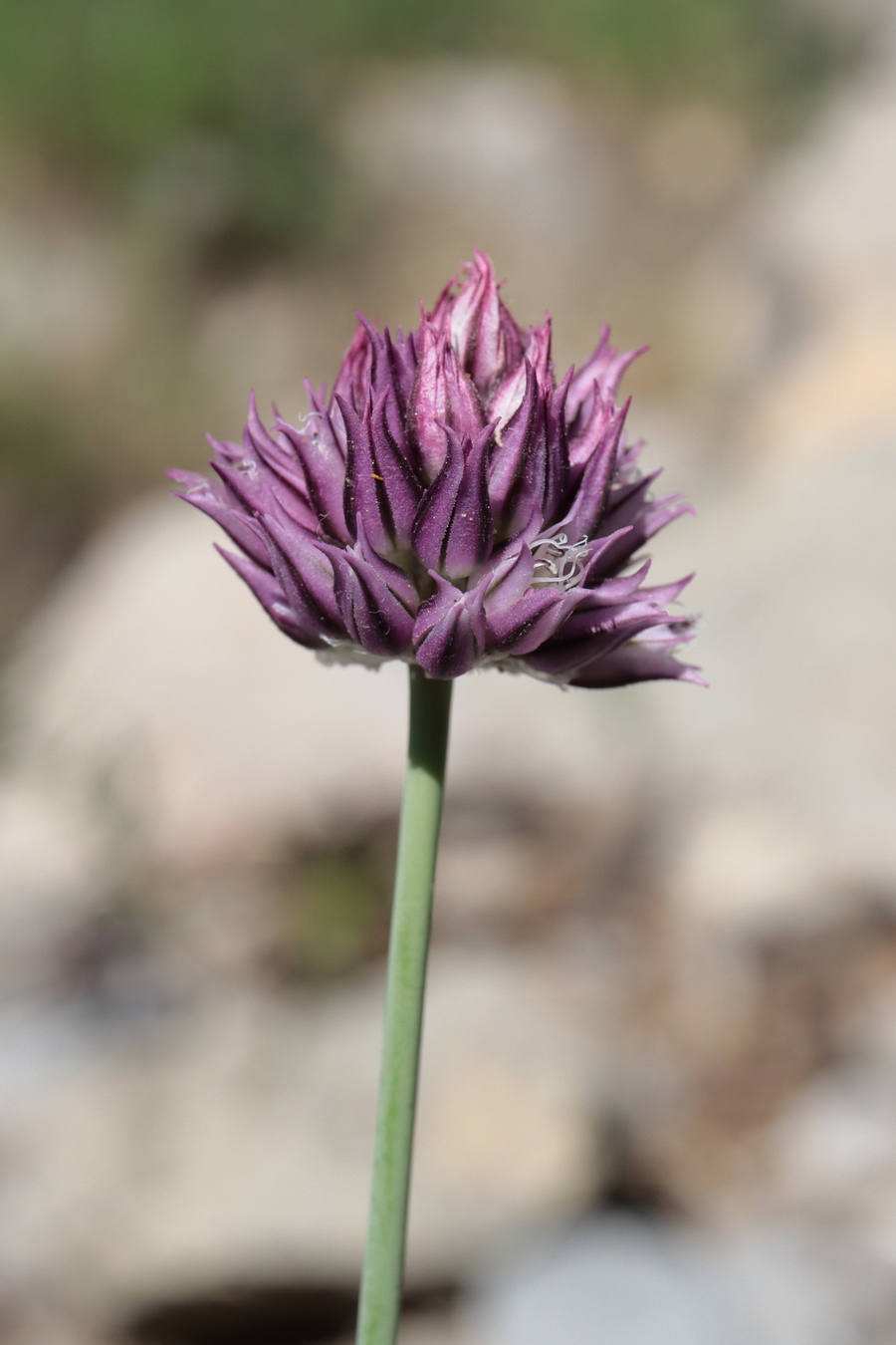 Image of Allium nathaliae specimen.