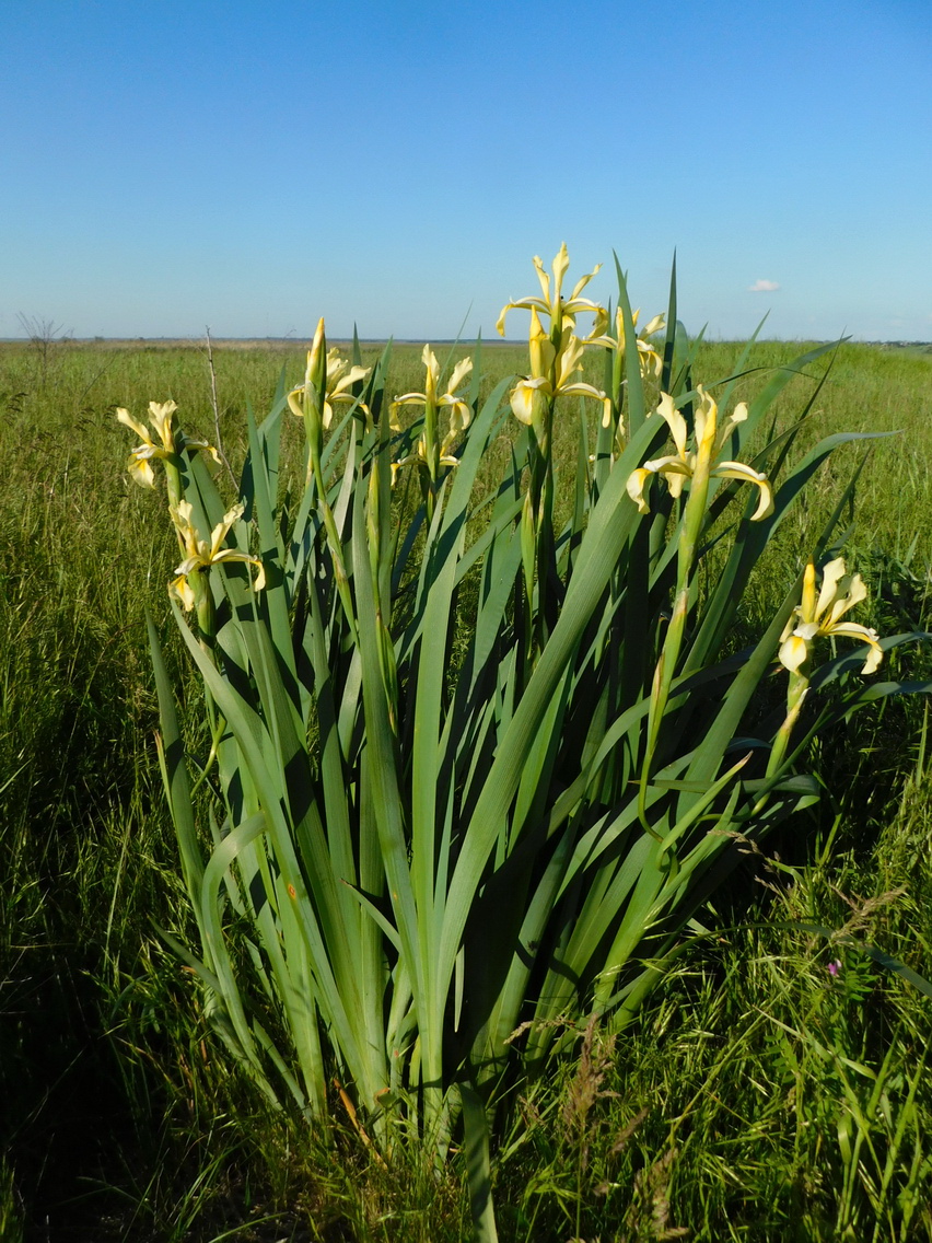 Изображение особи Iris halophila.