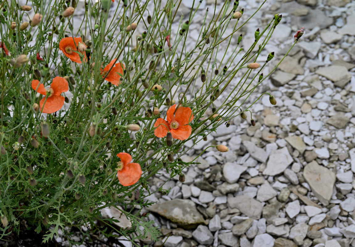 Изображение особи Papaver fugax.