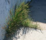 Juncus compressus