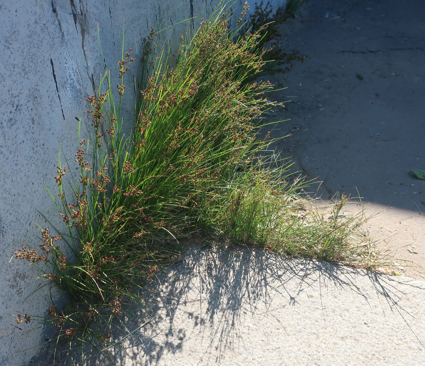 Image of Juncus compressus specimen.