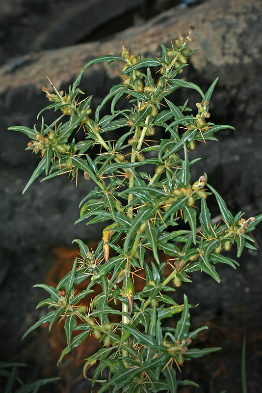 Image of Xanthium spinosum specimen.