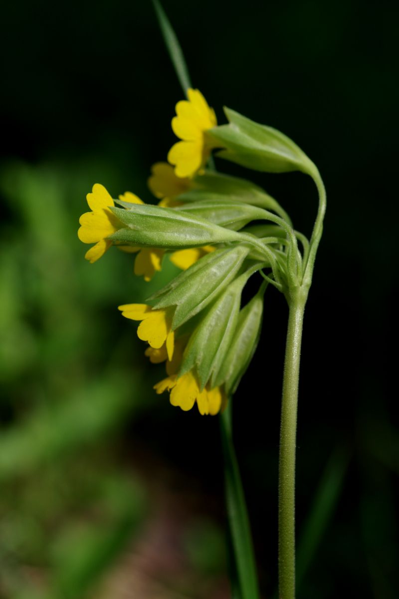 Image of Primula veris specimen.