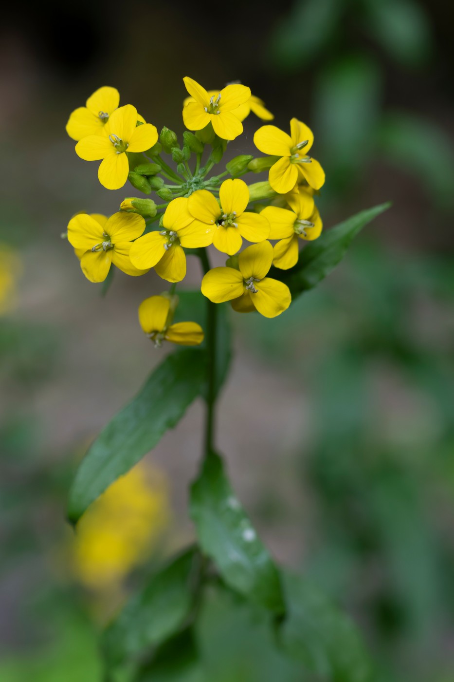 Image of Erysimum aureum specimen.