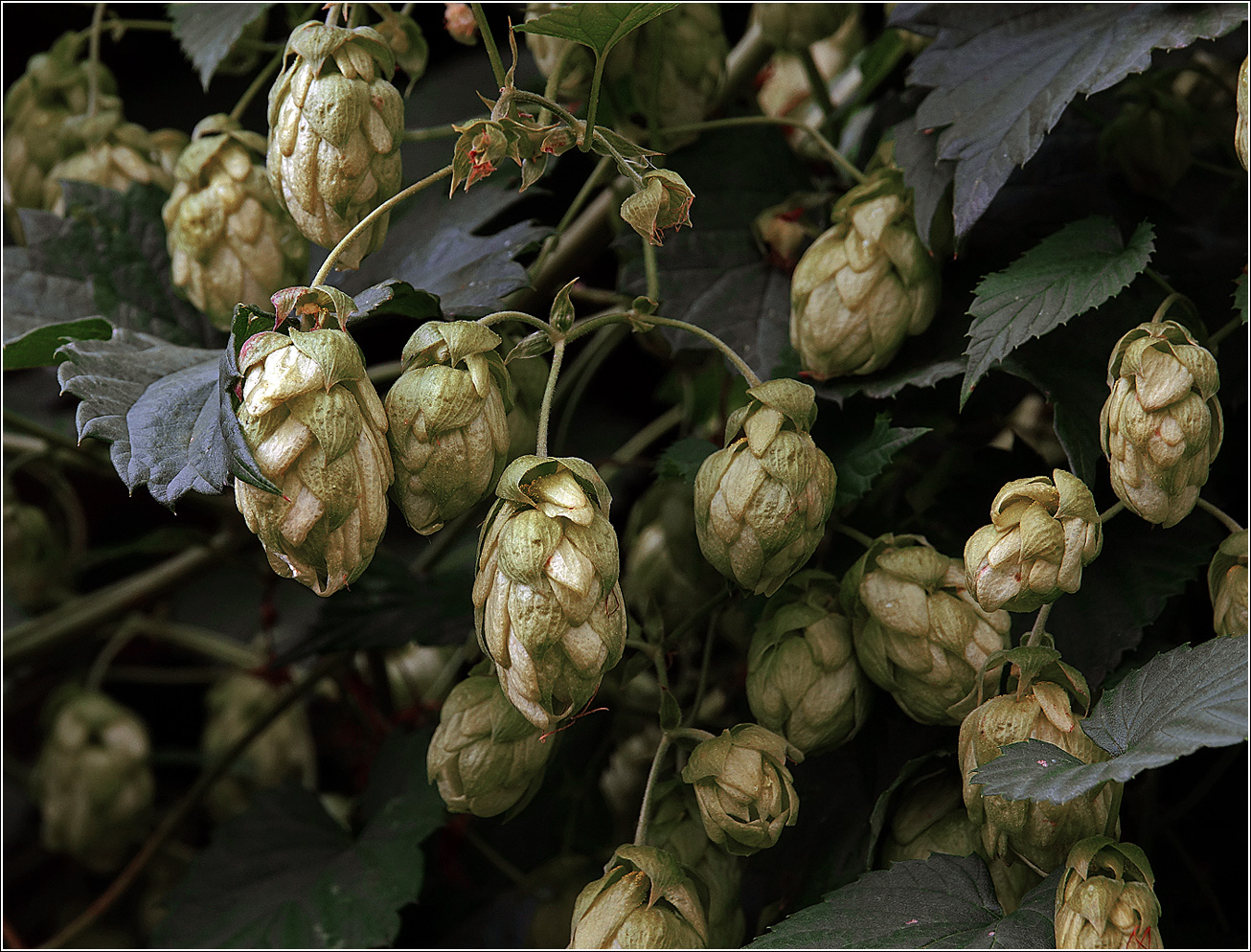 Изображение особи Humulus lupulus.