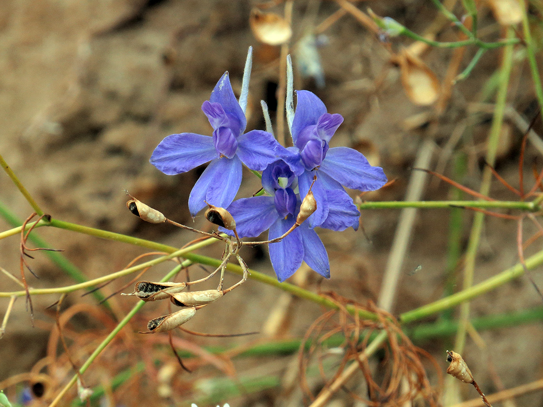 Image of Delphinium consolida specimen.