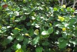 Dillenia suffruticosa. Цветущее растение. Малайзия, штат Саравак, р-н Bintulu, национальный парк \"Similajau\". 24.04.2008.