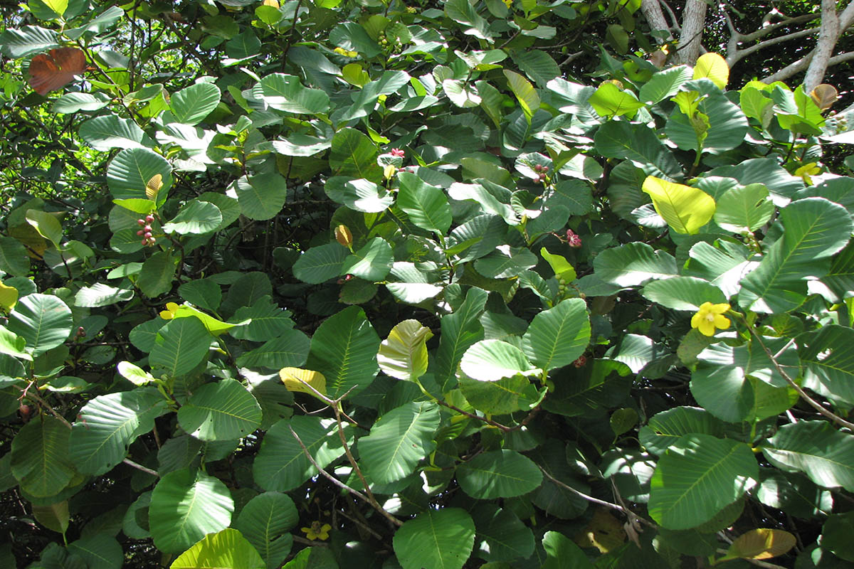 Image of Dillenia suffruticosa specimen.