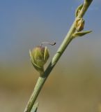 Linaria sabulosa