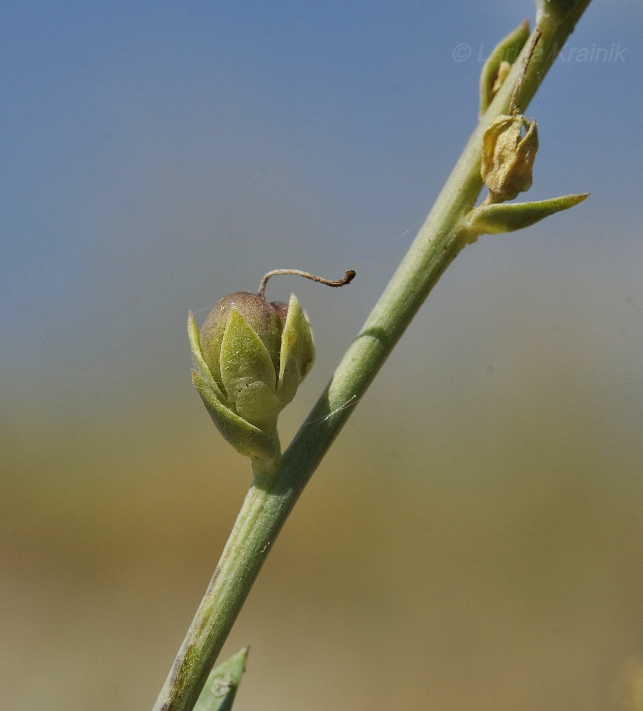 Image of Linaria sabulosa specimen.