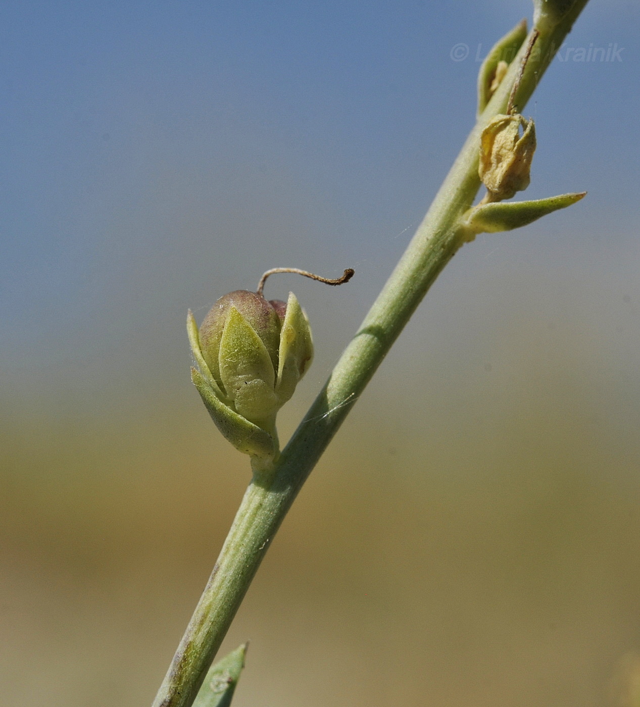 Изображение особи Linaria sabulosa.