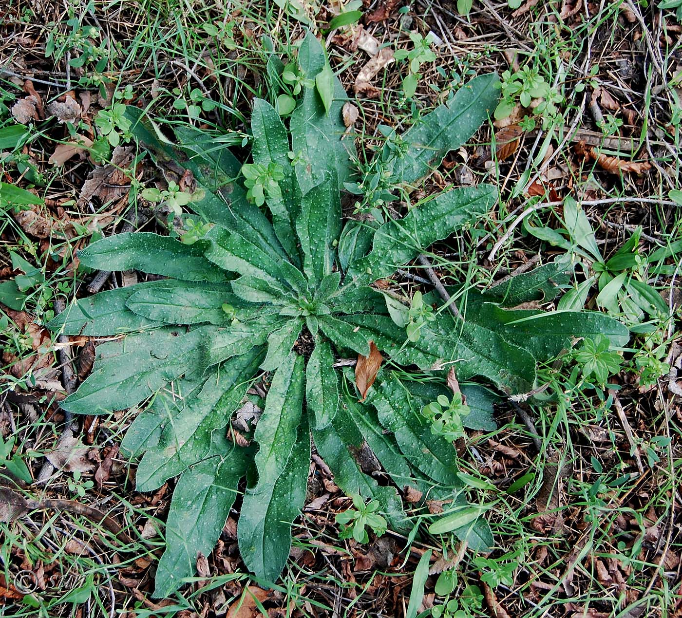 Image of Echium vulgare specimen.