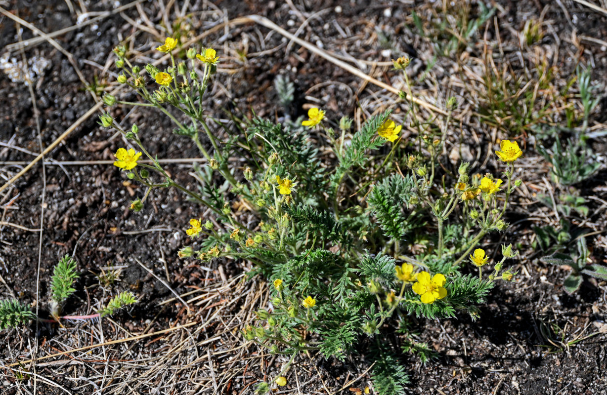 Image of genus Potentilla specimen.