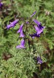 Campanula sibirica