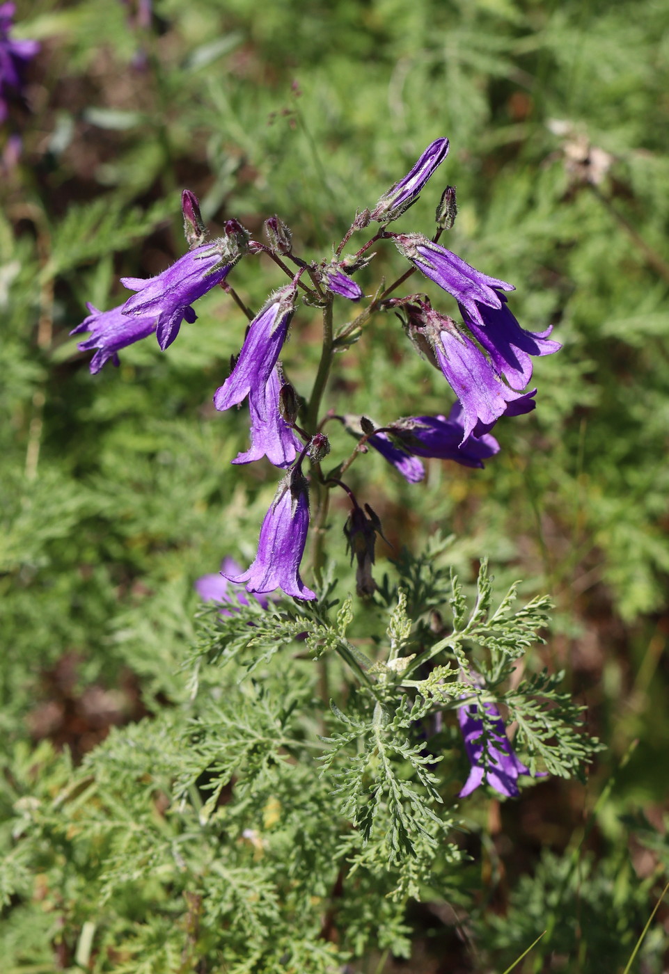 Image of Campanula sibirica specimen.