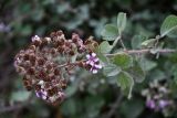 Rubus sanctus. Верхушка побега с отцветающим соцветием и формирующимися плодами. Дагестан, г. Дербент, окраина песчаного пляжа. 30.07.2022.