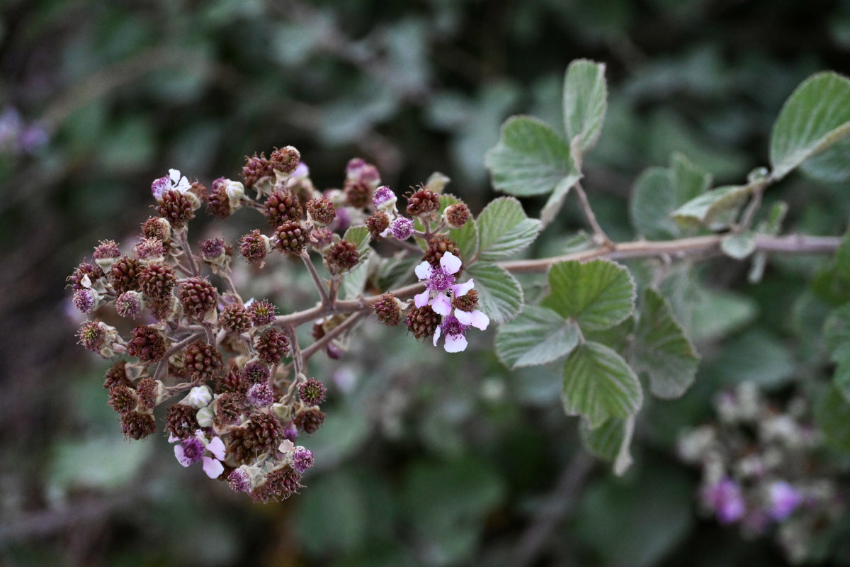 Image of Rubus sanctus specimen.