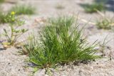 Juncus nastanthus. Зацветающее растение. Ленинградская обл., Кингисеппский р-н, Кургальский п-ов, побережье Финского зал., песчаный пляж, супралитораль. 19.06.2021.