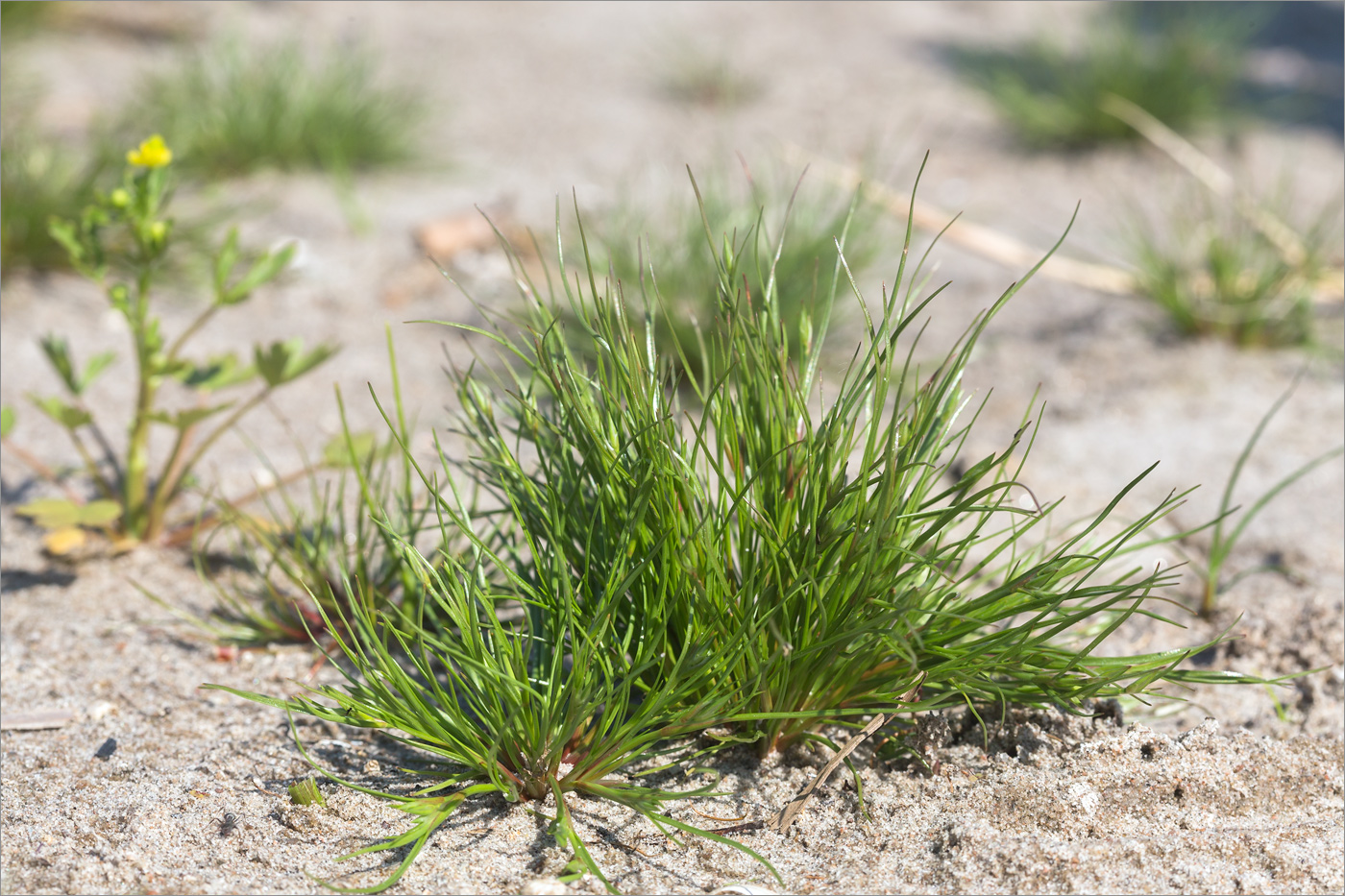 Изображение особи Juncus nastanthus.