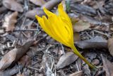 Sternbergia clusiana. Цветущее растение. Израиль, г. Иерусалим, ботанический сад университета. 30.11.2022.