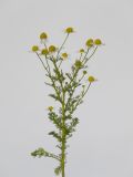 Matricaria recutita