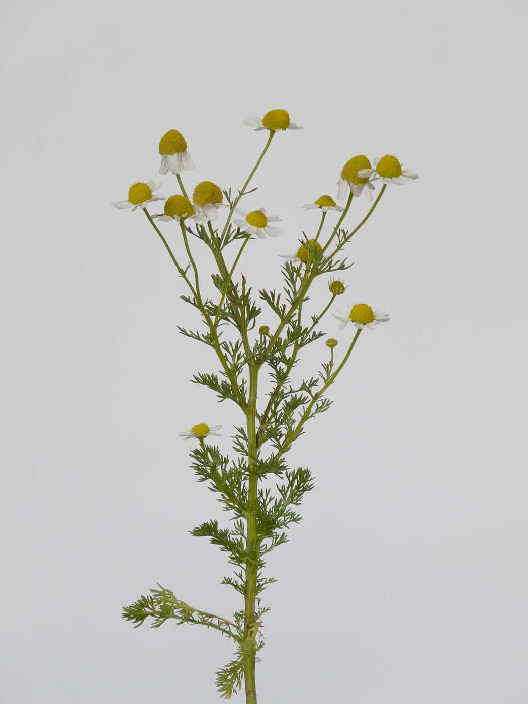 Image of Matricaria recutita specimen.