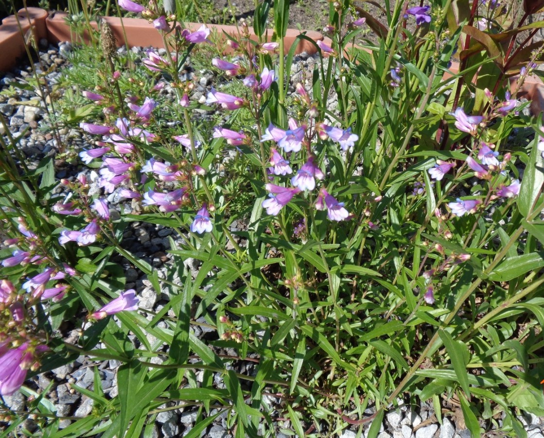 Image of Penstemon glaber specimen.