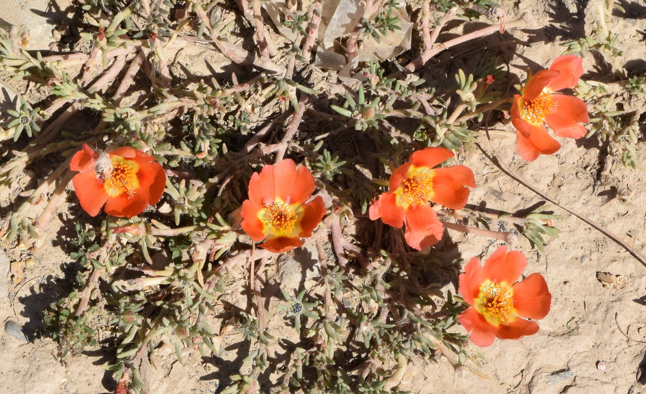 Image of Portulaca grandiflora specimen.