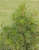 Sciadopitys verticillata