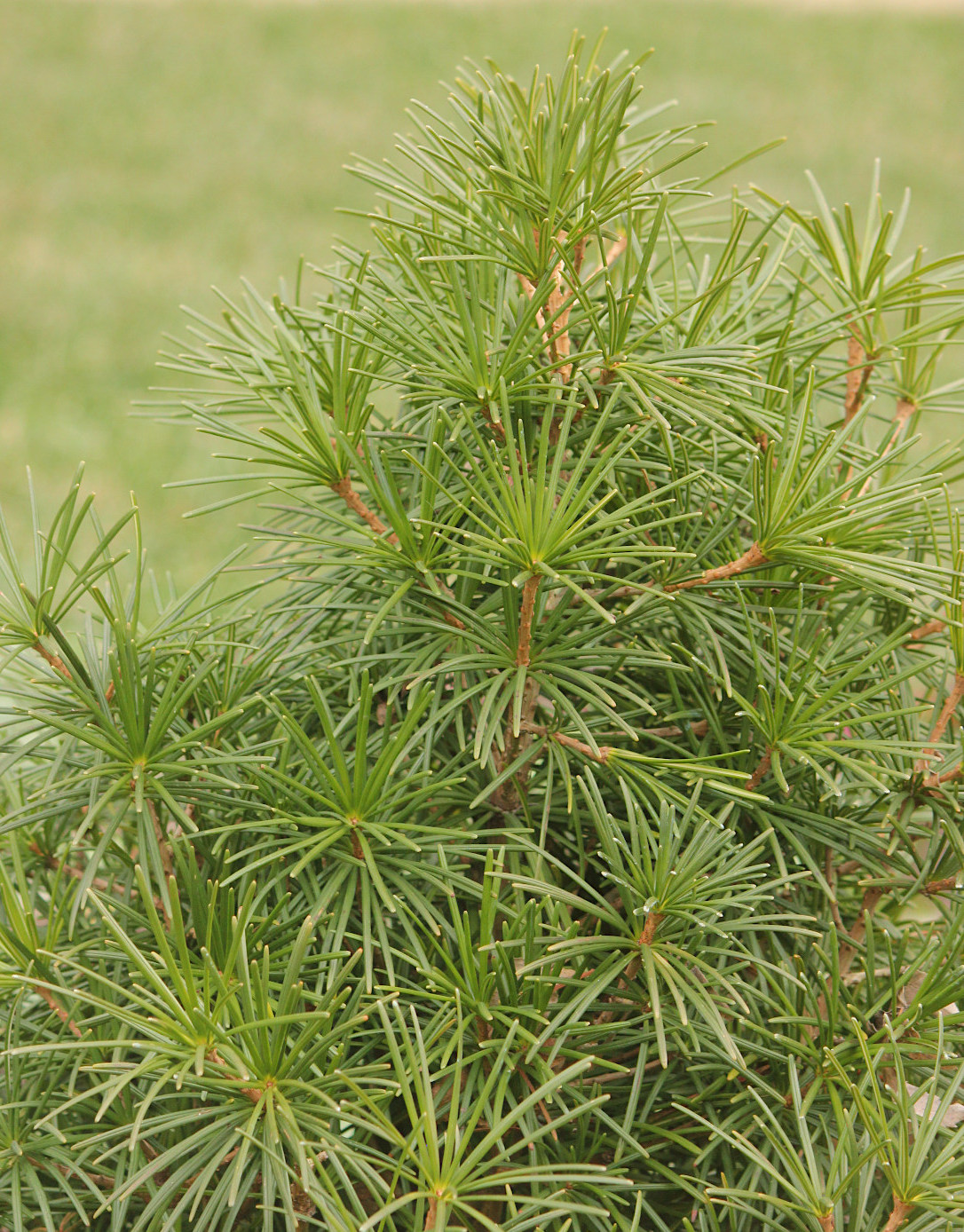 Image of Sciadopitys verticillata specimen.