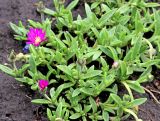 Delosperma cooperi