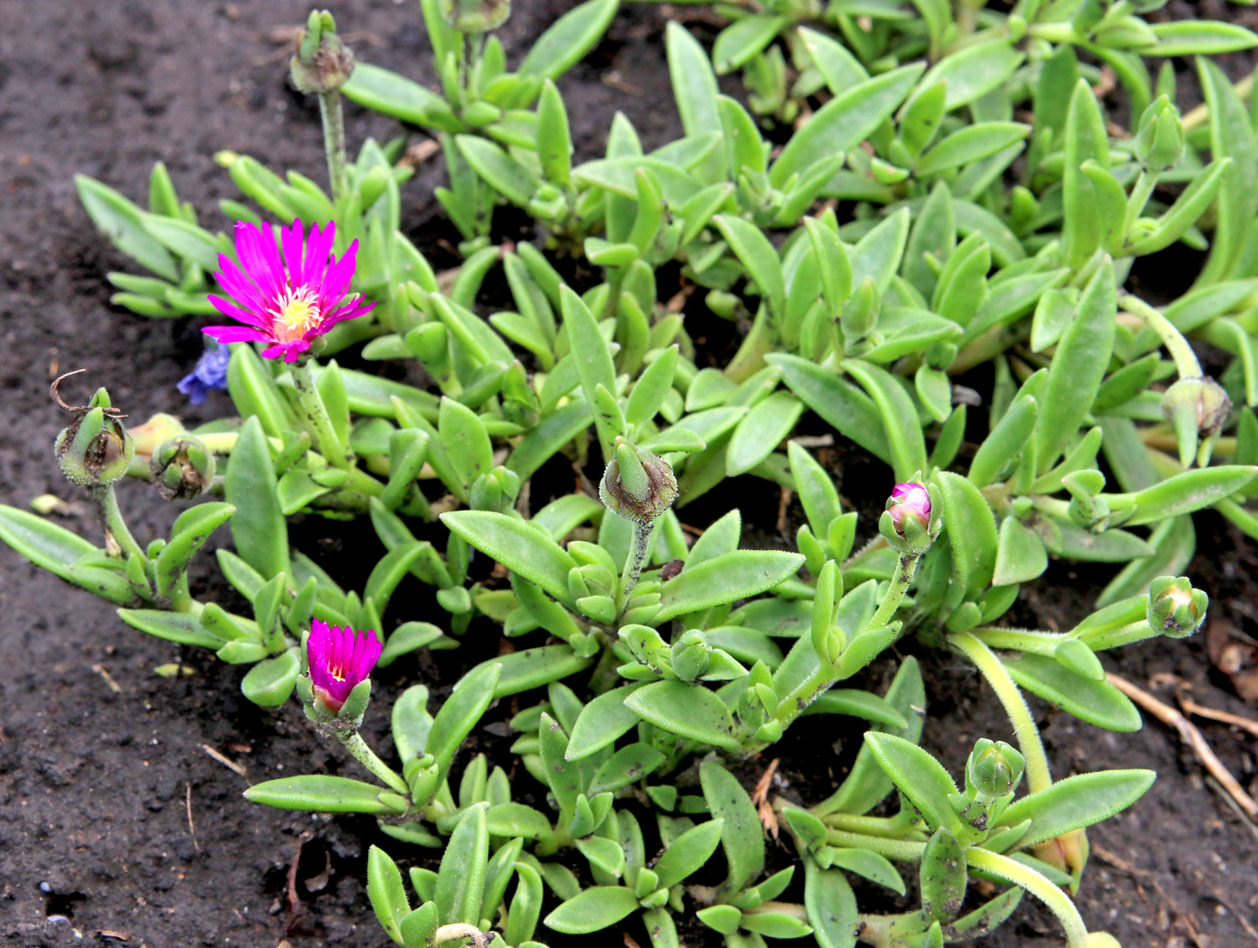 Image of Delosperma cooperi specimen.