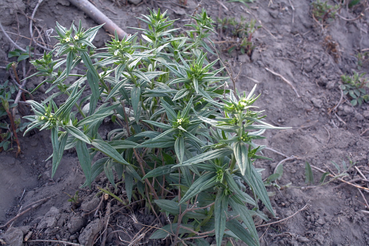 Image of Lithospermum officinale specimen.