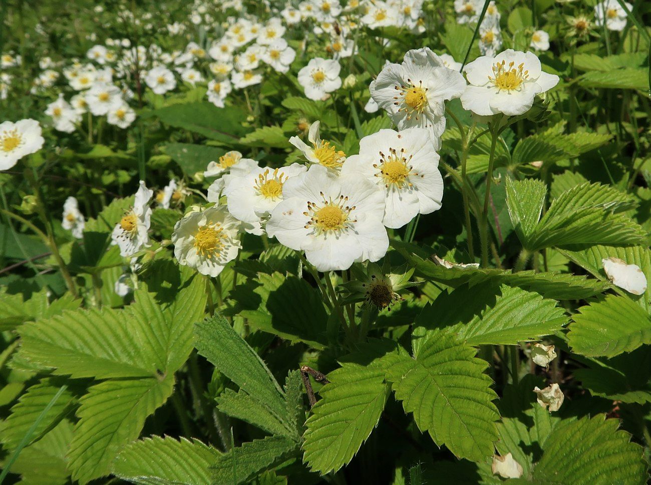 Изображение особи Fragaria viridis.